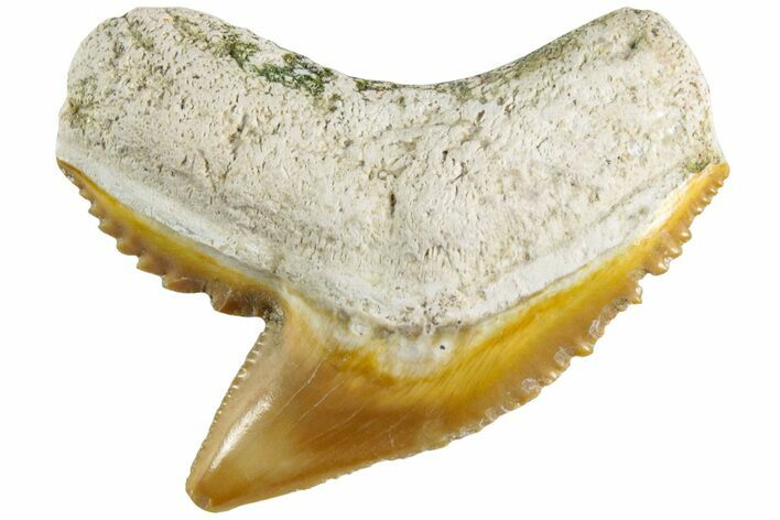 Colorful, Fossil Tiger Shark Tooth - Bone Valley, Florida #235588